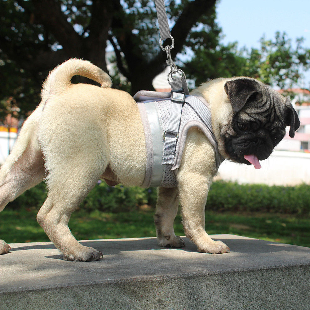 Set Reflective Cat Harness