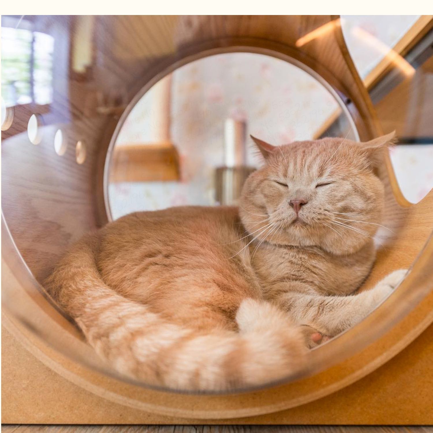 Large Cat Space Capsule