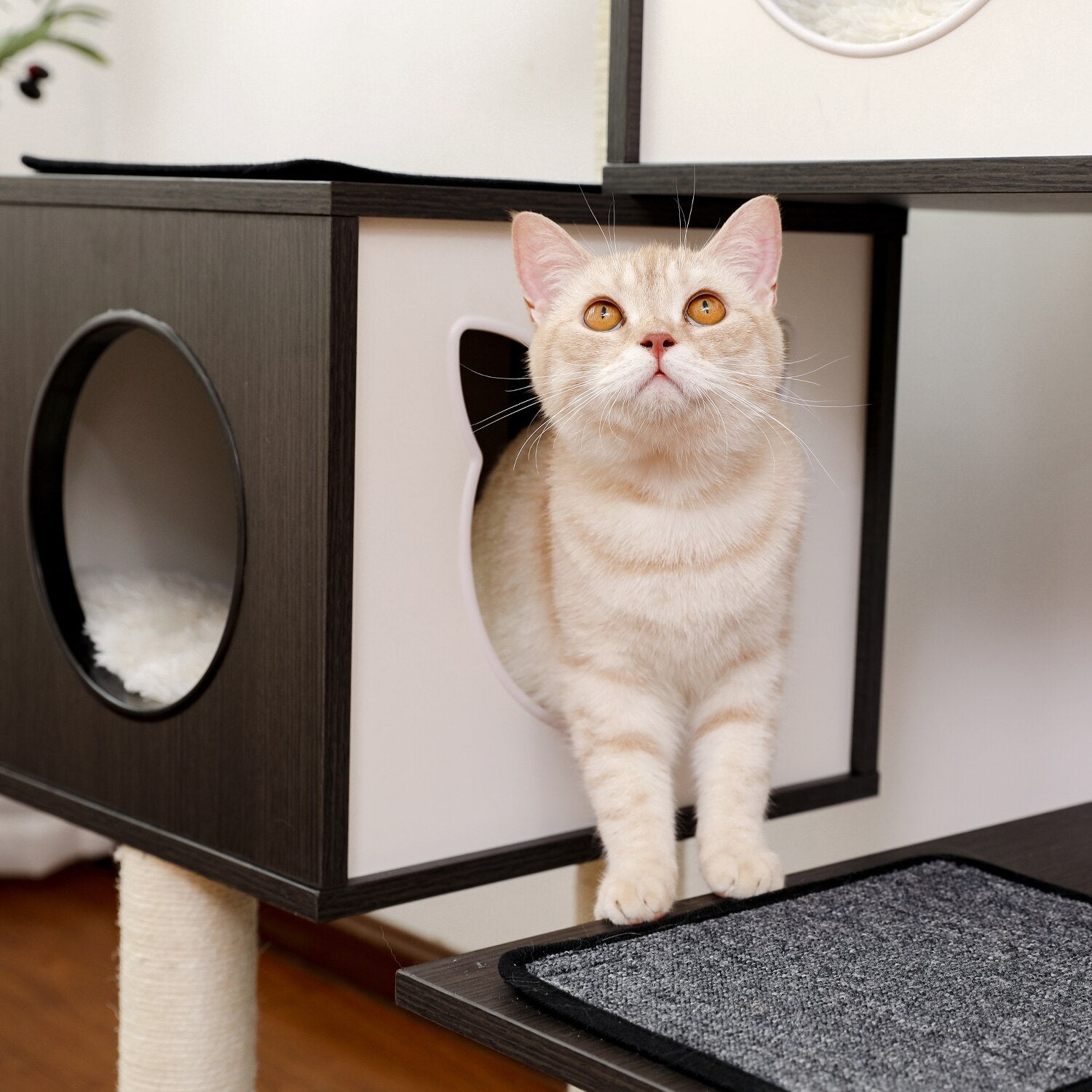 Multi-Level Black Cat Tree