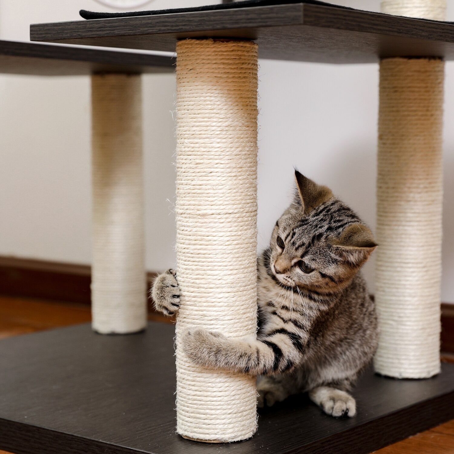 Multi-Level Black Cat Tree